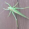 Tettigonia viridissima (pasikonik zielony #owady