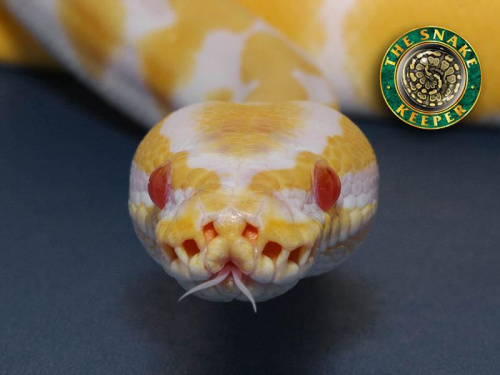 albinotyczny wąż #wąż