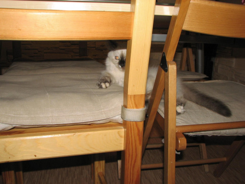 po co spać na jednym krześle, skoro mozna na dwóch #kot