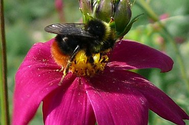 #kwiaty #owady #trzmiel