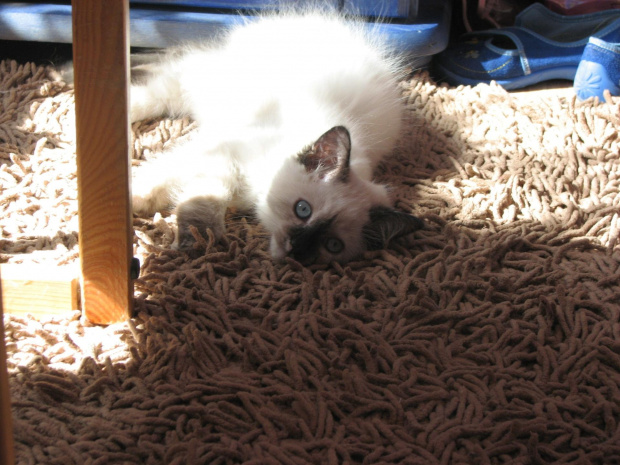 wygrzewanko na słoneczku #kot #syberyjski #NevaMasquarade #kotek