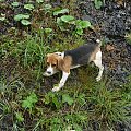 wpadło się do wody :) #beagle #szczeniak #pies #psy