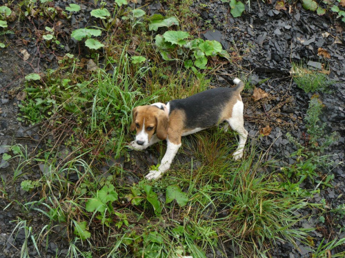 wpadło się do wody :) #beagle #szczeniak #pies #psy