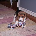 Niedobry sznurek :D #pies #beagle #szczeniak #szczeniaczek #Tupuś