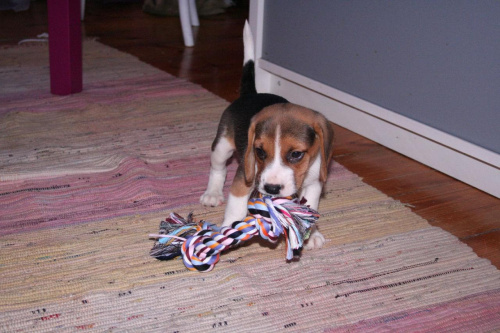 Niedobry sznurek :D #pies #beagle #szczeniak #szczeniaczek #Tupuś