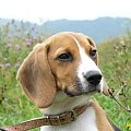 ale ze mnie poważny pies :) #beagle #szczeniak #pies #psy