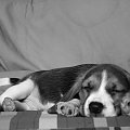 ale mi tutaj dobrze #pies #beagle #szczeniak #szczeniaczek #Tupuś