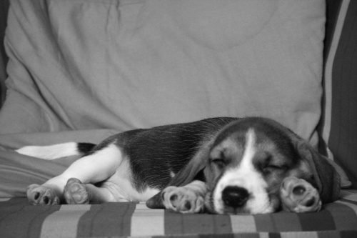 ale mi tutaj dobrze #pies #beagle #szczeniak #szczeniaczek #Tupuś