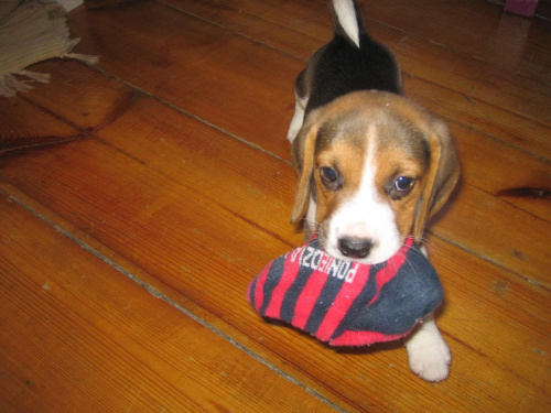 dobra ta skarpetka :D #pies #beagle #szczeniak #szczeniaczek #Tupuś