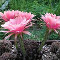 Echinopsis obrepanda #kaktusy