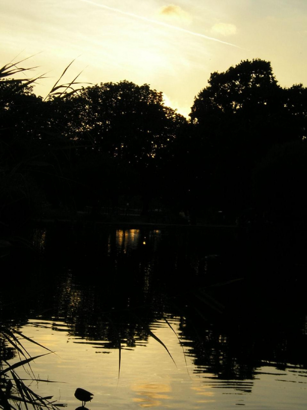 Wieczorem w parku... #jeziorko #park #Noc #ptaszki #ZachódSłońca