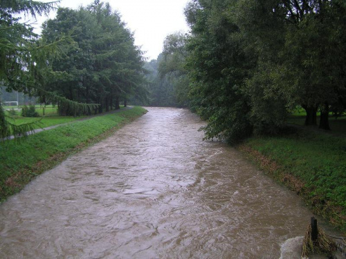 Bładnica na górnym borze