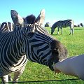 Safari Park #przyroda #zwierzęta