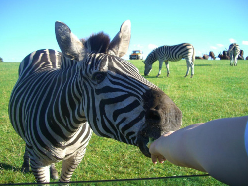 Safari Park #przyroda #zwierzęta