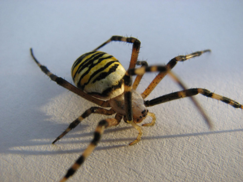pajaczek z łaki #super #pająk #przyroda #makro
