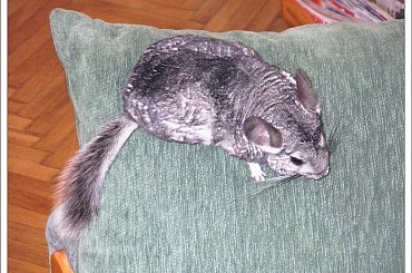 Agresja....ale czy taka agresywna..dla obcych może..już ma prawie 5 lat #Szynszyla