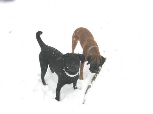 Vega i Fuka na śnieżku