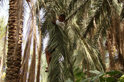 Tubylec schodzący w drzewa daktylowego