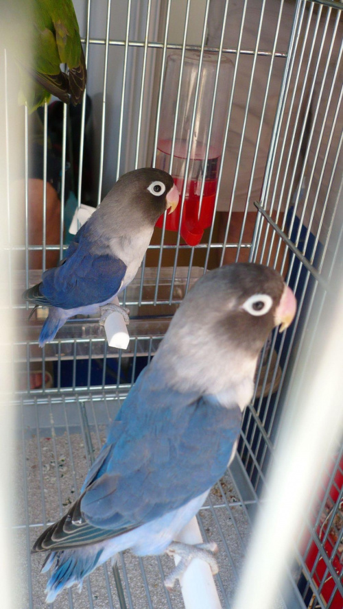 papugi niebieskie