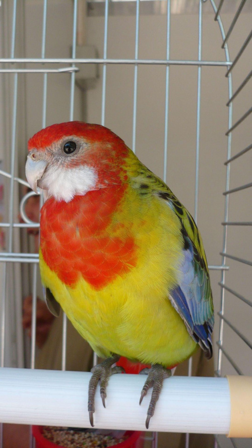 papuga kolorowa
