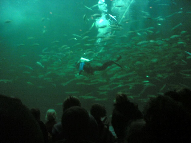 Miasto HIRTSHALS w Danii - oceanarium