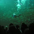 Miasto HIRTSHALS w Danii - oceanarium