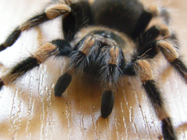 B.Smithi L10
Samica