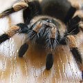 B.Smithi L10
Samica