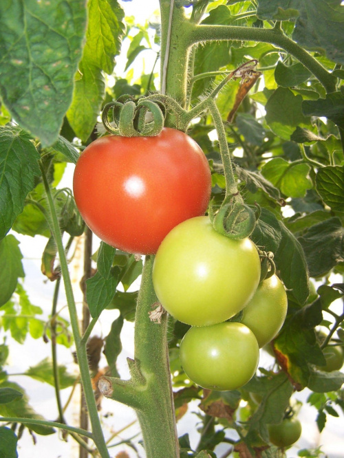 Pomidoriki teścia #Natura