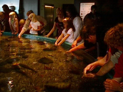 Miasto HIRTSHALS w Danii - oceanarium