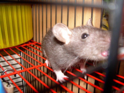 Gryzik przy wodopoju (mlekopoju O.o)