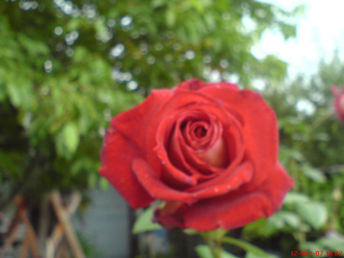 #róża