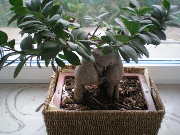 Huba na bonsai