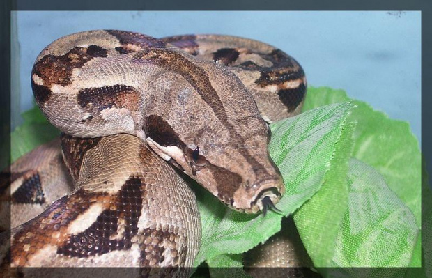 B. constrictor