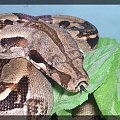 B. constrictor