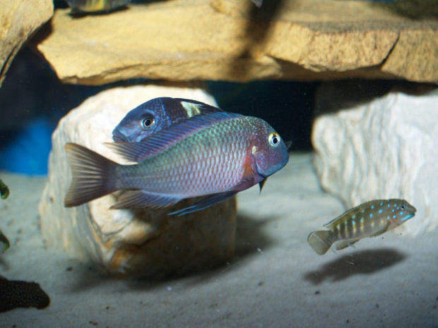 tropheus lufubbu