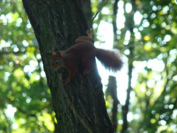 Wiewiórki #wiewiórka #park #przyroda