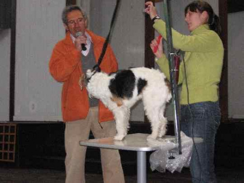 Konkurs na najmilszego psa w Ustroniu #MarleyLabradorPiesUstrońKonkurs