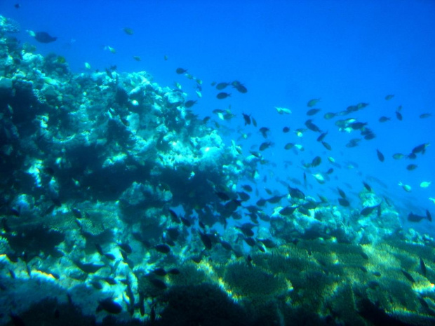 Podwodne safafi. Okolica wyspy Giftun.