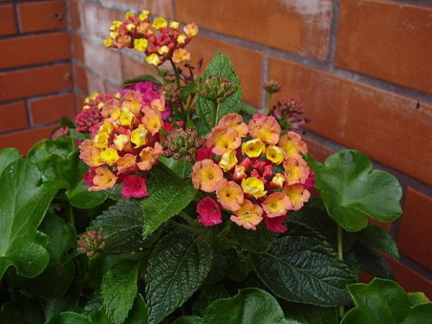 lantana