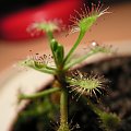 Drosera madagascariensis, jak widać zaczęła rosnąć i to dość intensywnie :)