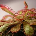 Drosera coccicaulis. Kiedy kwitła nie wypuszczała nowych liści, jak przestała to zaraz sie pojawiły.Pod młodymi liśćmi widac stare, widac że są już mocno zużyte.