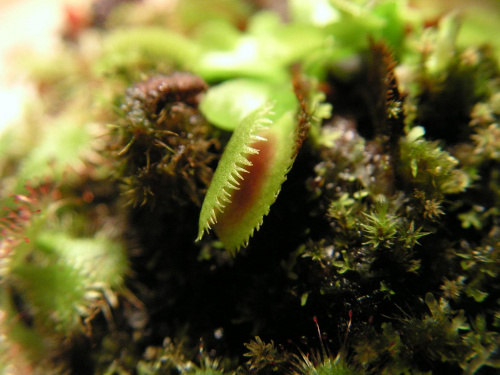 Mój nowy nabytek, Dionaea muscipula saw tooth.Narazie jest mała ale jak urośnie będzie jeszcze ładniejsza.