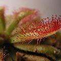 Drosera coccicaulis. Kiedy kwitła nie wypuszczała nowych liści, jak przestała to zaraz sie pojawiły.