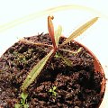 Drosera adelae, też urosła od ostaniej sesji zdjęciowej.a obok niej pojawiły sie trzy młode droserki.