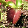 Dionaea muscipula all red.a pod nią pływacz.