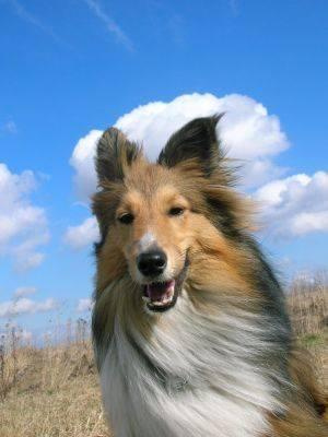 #sheltie #fredi