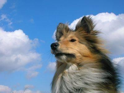 #sheltie #fredi