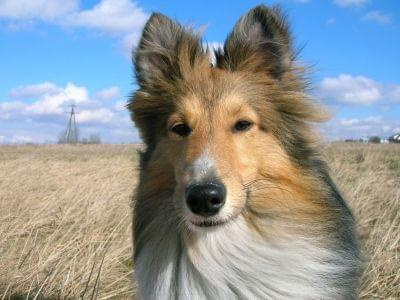 #sheltie #fredi