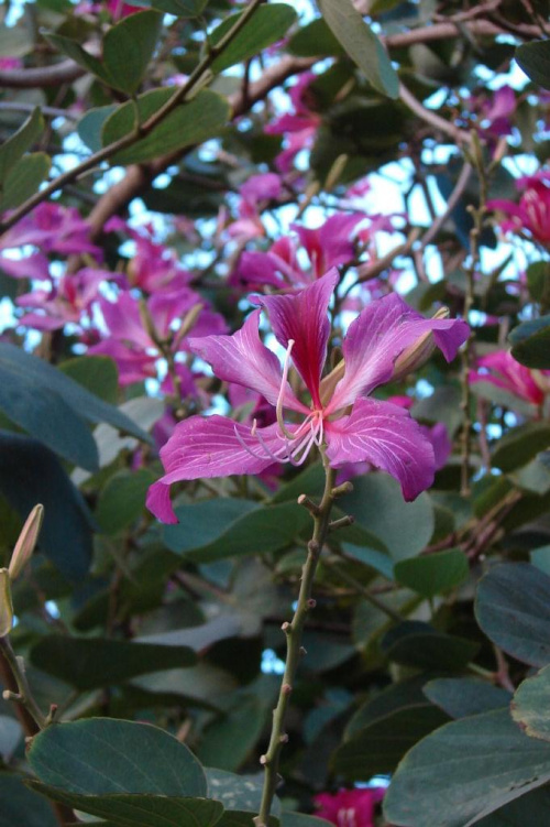 kwiaty zachwycały kształtem i kolorem #Hawaje #natura #Oahu #palma #słońce #wyspa